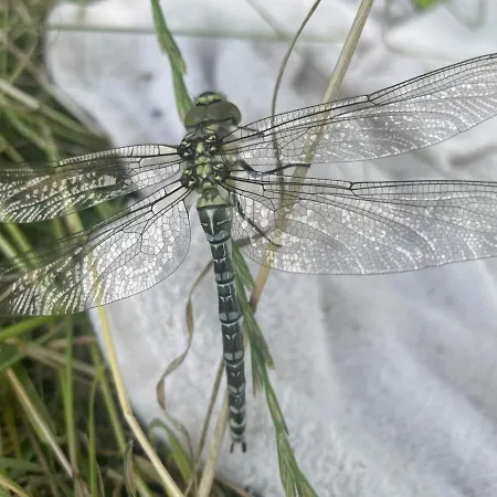 Komodiges Kuestennah *