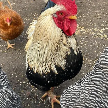 Komodiges Kuestennah *