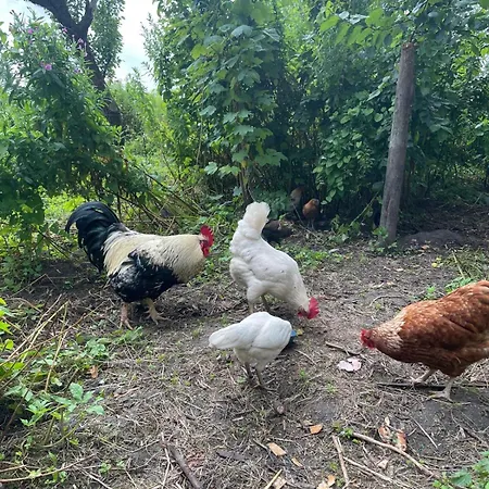 Komodiges Kuestennah